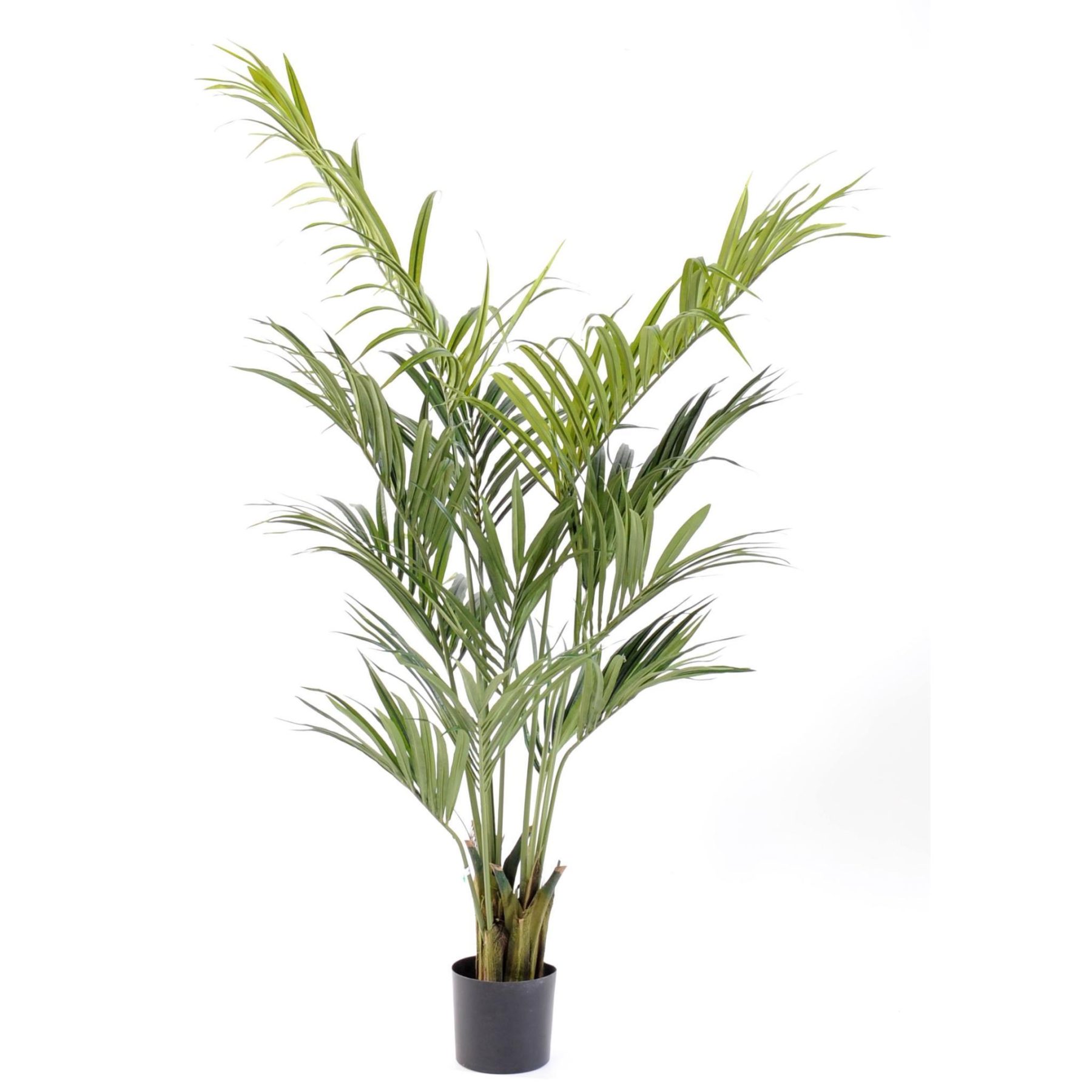 Grand palmier Kentia décoratif vert de 190 cm à douze palmes — vue complémentaire