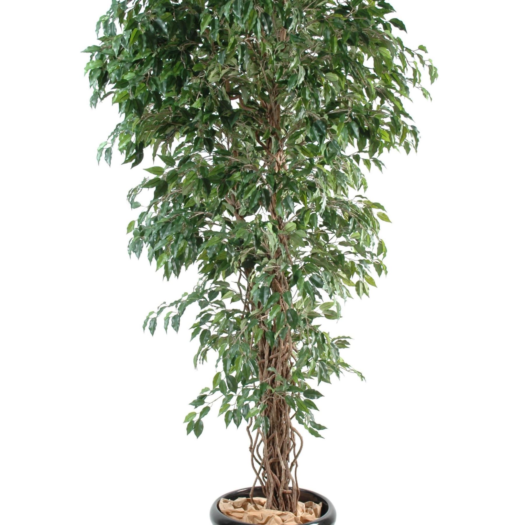 Ficus décoratif vert à lianes et petites feuilles, hauteur 150 cm — vue complémentaire