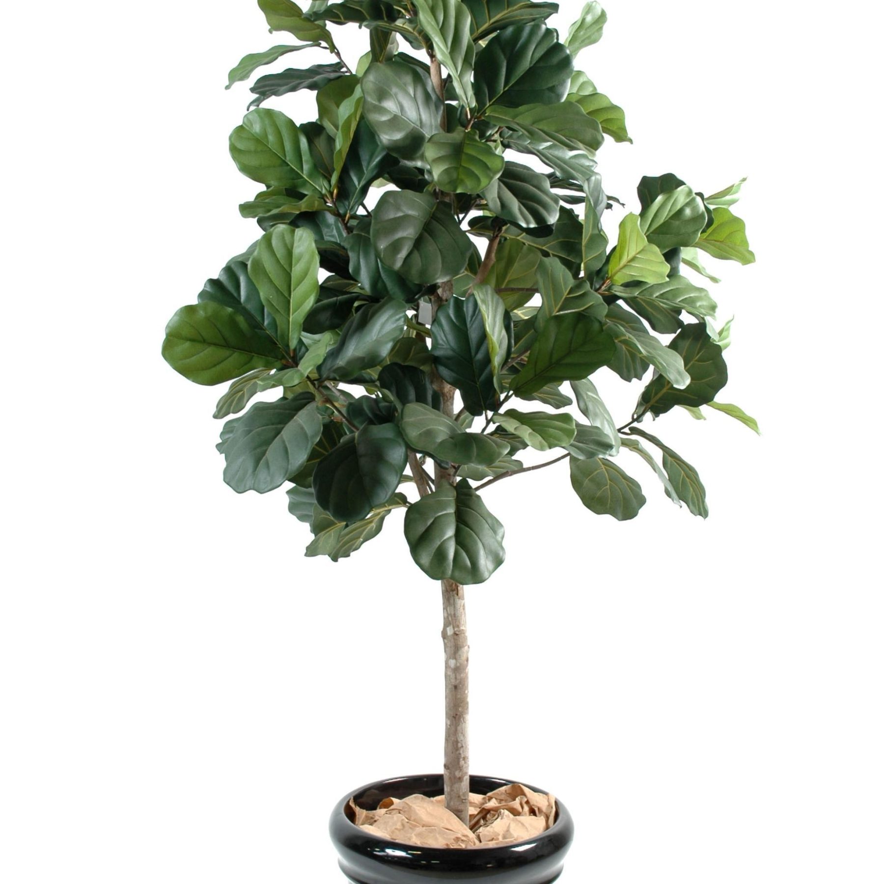 Figuier lyrata artificiel de grande taille au feuillage vert ample — vue complémentaire