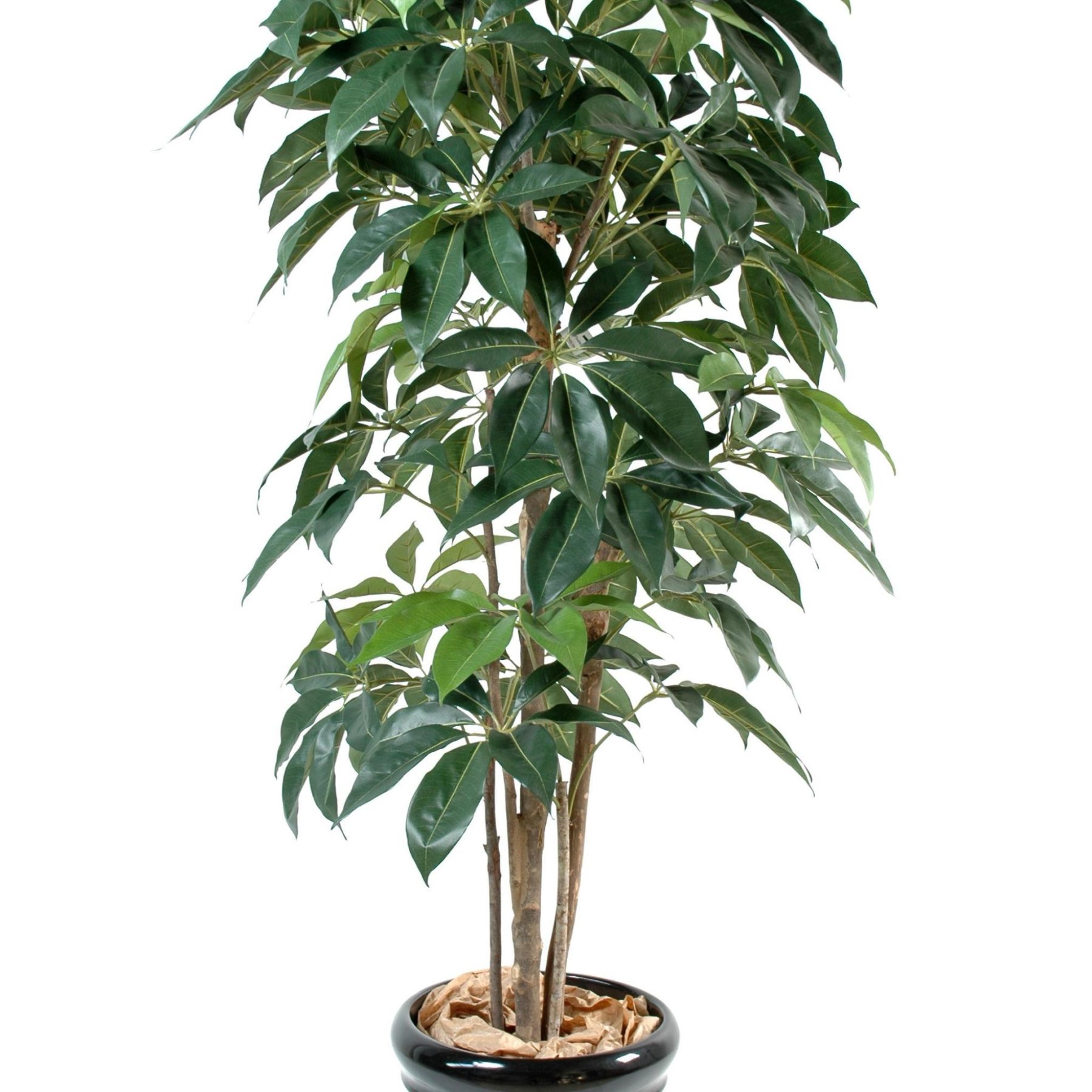 Arbre Amata de 150 cm avec feuillage vert et troncs en bois — vue complémentaire